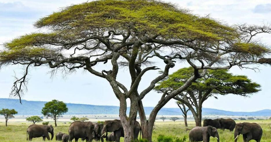 6 Best Tanzania & Kenya Family Safaris