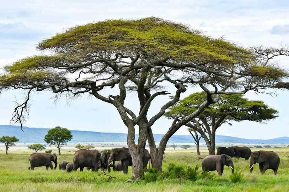 6 Best Tanzania & Kenya Family Safaris