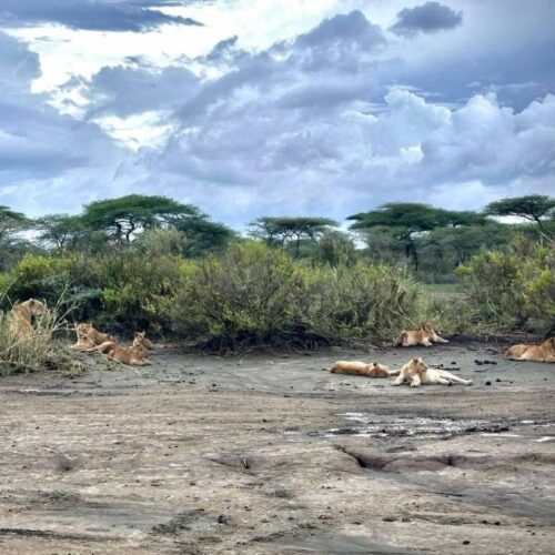 cheap Masai Mara safari from Nairobi game drive