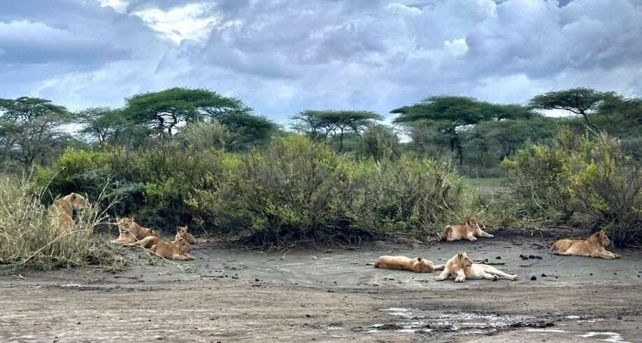 cheap Masai Mara safari from Nairobi game drive