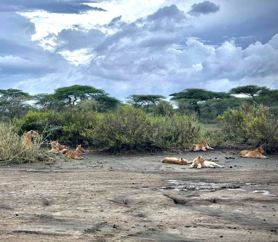 cheap Masai Mara safari from Nairobi game drive