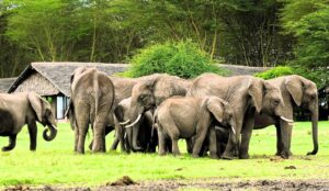 Popular Short Safari Tours in kenya & Tanzania
