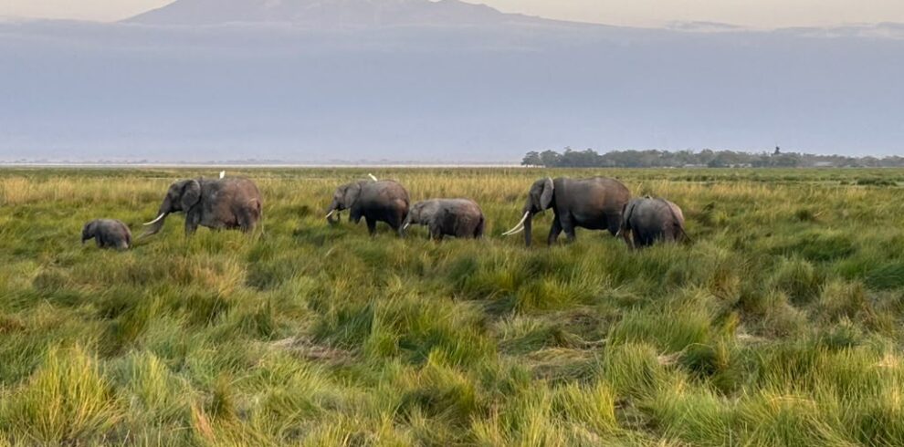 Luxury Amboseli safari with elephants and Mount Kilimanjaro in Kenya