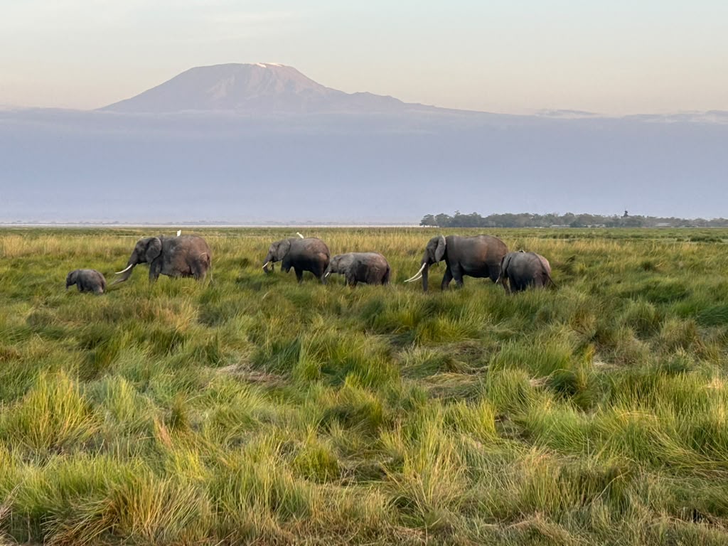 Luxury Amboseli safari with elephants and Mount Kilimanjaro in Kenya