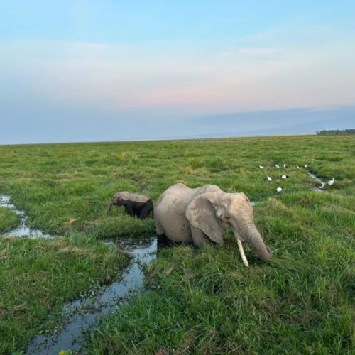 Large Amboseli elephant and Kilimanjaro