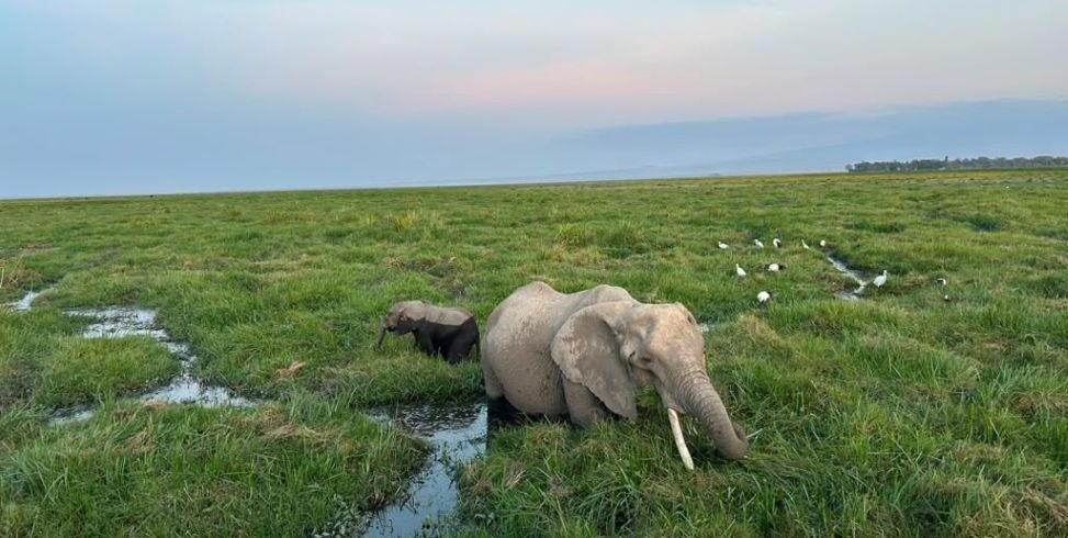 Large Amboseli elephant and Kilimanjaro