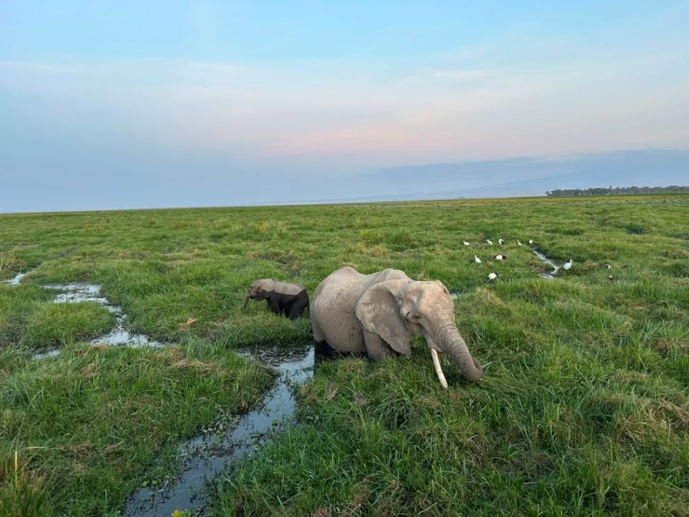 Large Amboseli elephant and Kilimanjaro